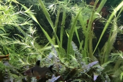 Fische