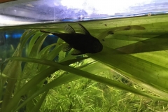 Fische