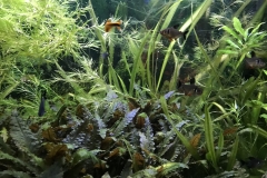 Fische